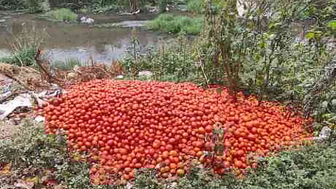 திருப்பூரில் ஓடையில் கொட்டப்பட்டுள்ள தக்காளி.