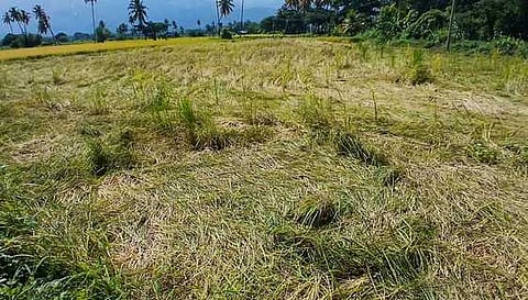 கம்பம் பள்ளத்தாக்கில் பலத்த மழை: அறுவடைக்குத் தயாரான நெல் பயிா்கள் சேதம்