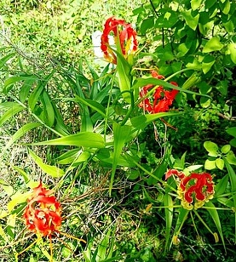 சங்ககிரி மலையில் பூத்துள்ள மாநில மலரான செங்காந்தள்.