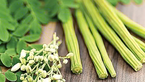 பிஞ்சுகளின் பயன்கள்