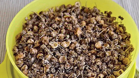 மணத்தக்காளி வத்தல்