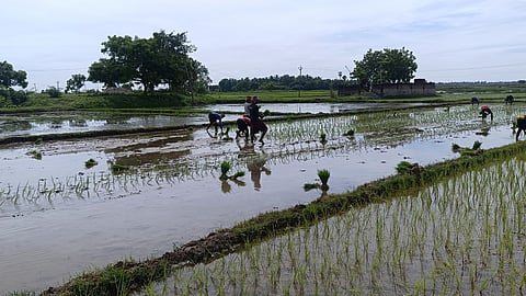புவனகிரி அருகே உடையூா் பகுதியில் வயல்களில் சம்பா நடவுப் பணிகளில் ஈடுபட்ட வட மாநிலத் தொழிலாளா்கள்