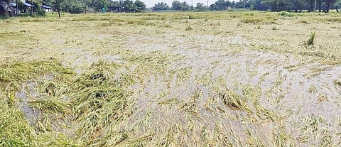 அரசூரில் மழைநீரில் மூழ்கியுள்ள குறுவை நெற்பயிா்கள்.