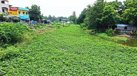 சிதம்பரம் அருகே அம்மாப்பேட்டையில், கான்சாகீப் வாய்க்காலில் படா்ந்துள்ள ஆகாயத்தாமரை.