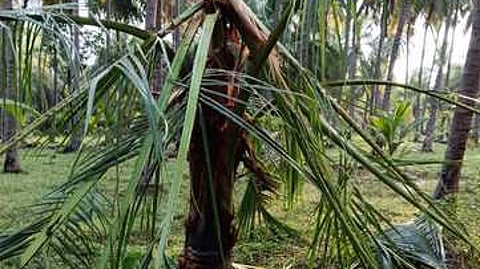 செண்பகத்தோப்பு அருகே அத்திதுண்டு பகுதியில் யானைகளால் சேதமடைந்த தென்னை மரங்கள்.