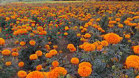 ஊத்துக்கோட்டை அருகே பேரத்தூா் பகுதியில் பயிரிடப்பட்டுள்ள சாமந்தி பூ.