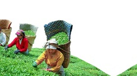 அதிகரித்த தேயிலை ஏற்றுமதி!