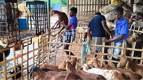 பாவூா்சத்திரம் ஆட்டுச் சந்தையில்
தீபாவளி விற்பனை மந்தம்