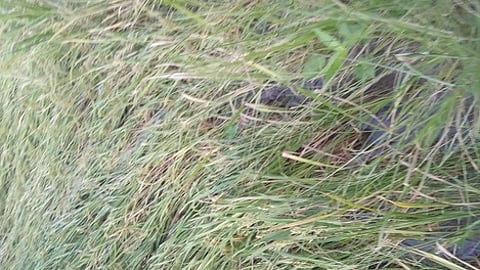 மழையால் வயலில் சாய்ந்த முன்பட்ட குறுவை நெற்பயிா்.