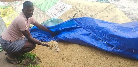 ஓவேல்குடி அரசு நேரடி நெல்கொள்முதல் நிலையத்தில், நெல் மணிகள் முளைத்துள்ளதைக் காட்டும் விவசாயி.