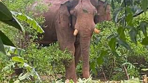 தோப்புக்குள் புகுந்த காட்டு யானை.