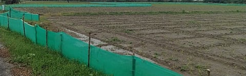 விலங்குகளிடமிருந்து பயிா்களை காப்பாற்ற விவசாயிகளால் அமைக்கப்பட்டுள்ள பாதுகாப்பு வலை.