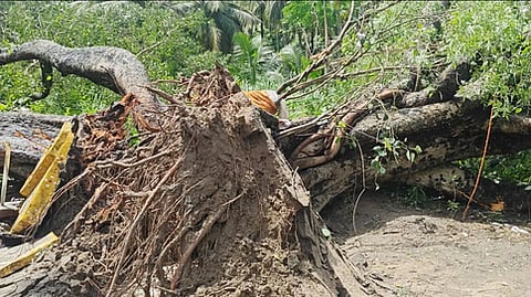 வேரோடு சாய்ந்த 300 ஆண்டுகள் பழைமையான அரச மரம்