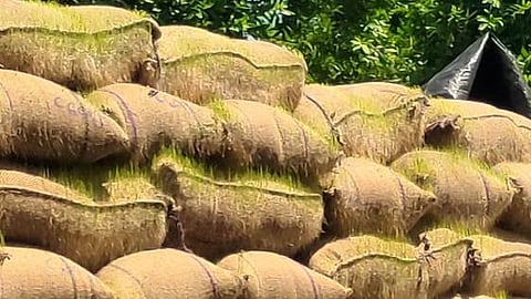 ~23சிஎம்பி6: படவிளக்கம்- விருத்தாசலம் சேமிப்பு கிடங்கில் லாரிகளில் வைக்கப்பட்டிருந்த நெல் மூட்டைகள் மழையில் நனைந்து முளைத்துள்ளது.