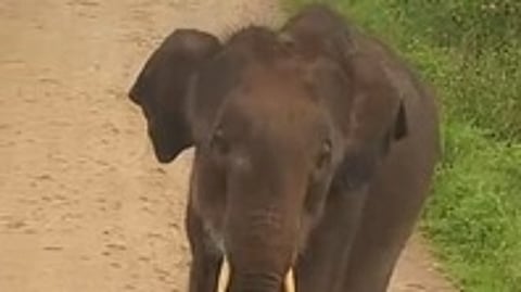 மாரச்சந்திரம் கிராமத்தில் சுற்றித்திரிந்த குட்டி யானை