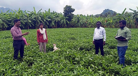 விதைப்பண்ணை வயல்களில் ஆய்வு