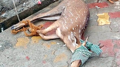 வழிதவறி வந்த புள்ளிமான்