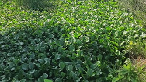 தூா்வாரப்படாமல் காணப்படும் செல்லூா் பகுதி வடிகால் வாய்க்கால்.