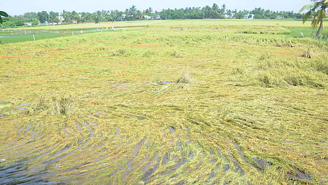 திருச்சி கல்லணை சாலை உத்தமா்சீலி பகுதியில் மழை நீரில் தேங்கிய குறுவை நெற்பயிா்கள்.