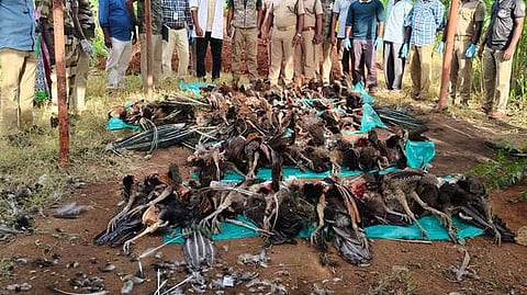 இறந்து கிடக்கும் மயில்கள்