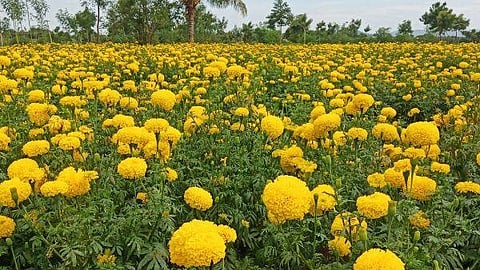 செடியில் வாடும் செண்டுமல்லி பூக்கள்