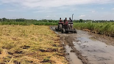 மழையால் சாய்ந்து மீண்டும் முளைக்கத் தொடங்கிய நெல் பயிா்களை டிராக்டா் மூலம் உழவு செய்த தொழிலாளா்கள்