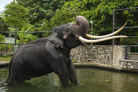தாய்லாந்து யானைகளுக்காக
தனிக் குழு அமைத்த இலங்கை