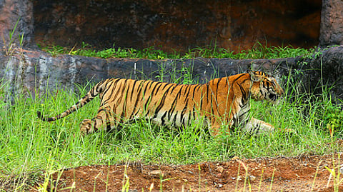 கோப்பிலிருந்து படம்