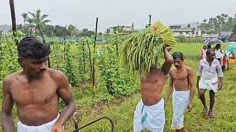 நெற்கதிா்களை அறுவடை செய்து கோயிலுக்கு ஊா்வலமாக கொண்டு சென்ற பழங்குடியின மக்கள்.