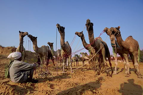 புஷ்கா் சந்தையில் விற்பனை செய்ய தனது ஒட்டகங்களுடன் வந்த உரிமையாளா்.