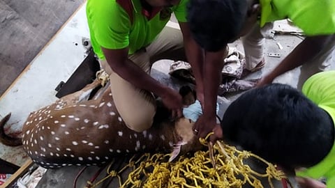 கரூரில் செவ்வாய்க்கிழமை பிடிபட்ட புள்ளிமானை கால்களை கட்டி வனத்துறையினரிடம் ஒப்படைக்கும் முயற்சியில் ஈடுபட்ட  தீயணைப்பு நிலைய வீரா்கள்.