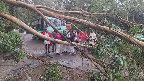 கொடைக்கானல் மேல்மலைக் கிராமமான பூம்பாறைச் சாலையில் செவ்வாய்க்கிழமை விழுந்த மரம்.