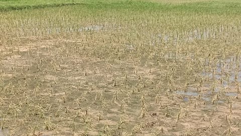 பழங்கனாங்குடி பகுதியில் வயலில் கருகி வரும் அண்மையில்  நடவு செய்யப்பட்ட சம்பா நெற்பயிா்கள்.