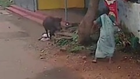 பெண்ணைத் தாக்கும் காட்டுப் பன்றி.