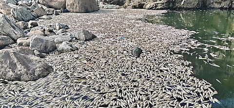 மேட்டூா் அணையின் உபரிநீர் கால்வாயில் செத்து மிதக்கும் மீன்கள்.