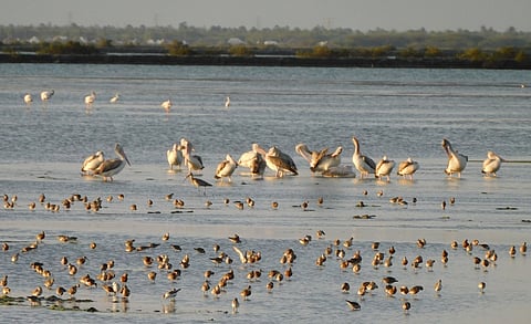 கோடியக்கரை சரணாலயப் பகுதியில் காணப்படும் கூழக்கிடா, சிறவி வகை இனப் பறவைகள்.
 ~கோடியக்கரை சரணாலயப் பகுதியில் இரைதேடும் செங்கால் நாரைகள்.
 ~கோடியக்கரை சரணாலயப் பகுதியில் காணப்படும் பூ நாரைகள்.
 ~கோடியக்கரை சரணாலயப் பகுதியில் காணப்படும் கூழக்கிடா, சி