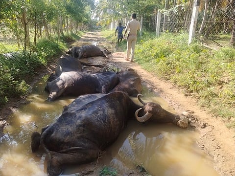 சாம்பவா்வடகரையில் மின்சாரம் 
பாய்ந்து 7 மாடுகள் உயிரிழப்பு