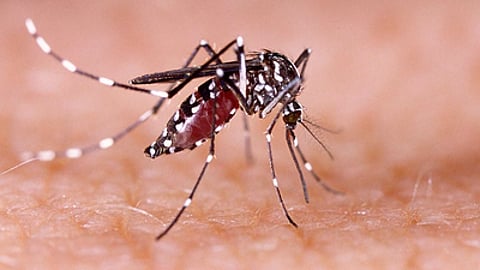 மணிப்பூரில் டெங்கு பரவல்