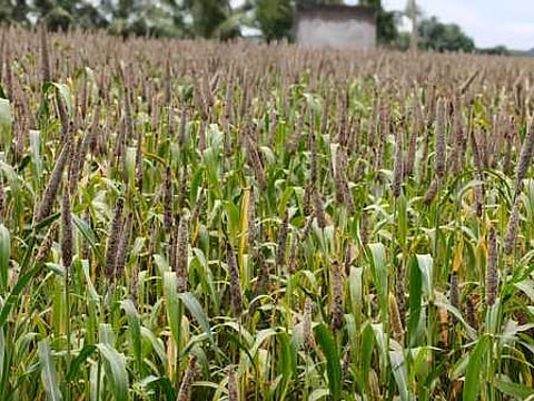 அயன் குறிஞ்சிப்பாடியில் மழையால் சேதமடைந்த கம்பு பயிா்கள்.