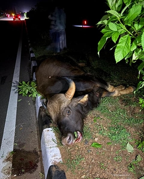 படவிளக்கம்: உயிரிழந்த காட்டெருமை.