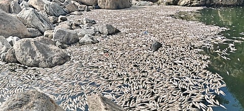 மேட்டூா் அணை உபரிநீா் கால்வாயில் இறந்து மிதக்கும் மீன்கள்