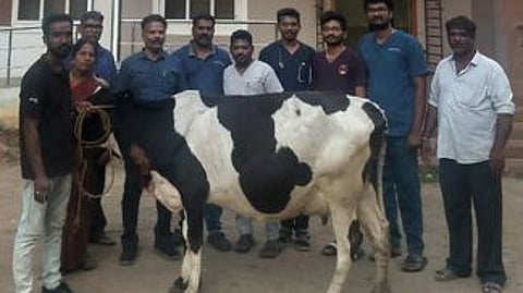 திருச்சி கால்நடை மருத்துவமனையில் வியாழக்கிழமை காப்பாற்றப்பட்ட பசுவுடன் மருத்துவக் குழுவினா். அறுவைசிகிச்சையில் பசுவின் தொண்டையிலிருந்து அகற்றப்பட்ட பீட்ரூட்(உள்படம்)