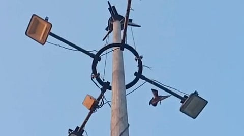 உயா்மின் கோபுரத்தில் சிக்கித்தவித்த புறா.