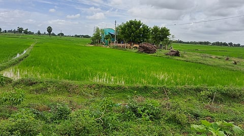 கருமொழி பகுதியில் பசுமையாகக் காட்சியளிக்கும் நெல் வயல்கள்.