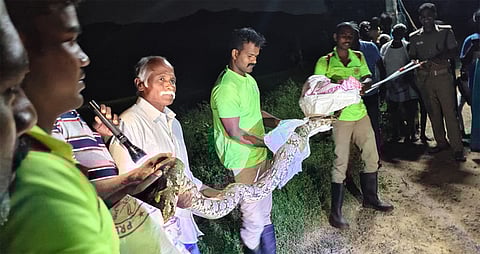 15 அடி நீள மலைப்பாம்பு மீட்பு