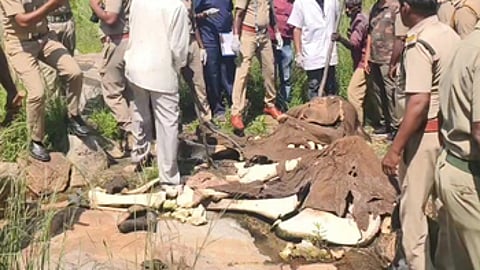 யானையின் சடலத்தை பிரேத பரிசோதனை செய்த கால்நடை மருத்துவா் குழு