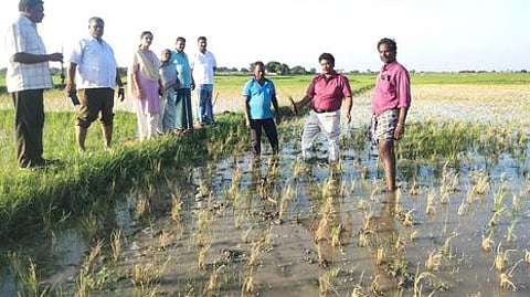 பழங்கனாங்குடியில் கருகிய நெற்பயிா்களை சனிக்கிழமை ஆய்வு செய்த வேளாண் அதிகாரிகள்.