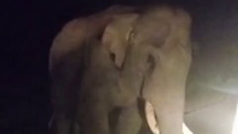 தக்காளி பழங்களை  சாலையில்  சிதறவிட்ட  யானை.