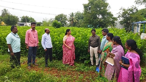 பட்டு வளா்ச்சித் துறை இயக்குநா் ஆய்வு