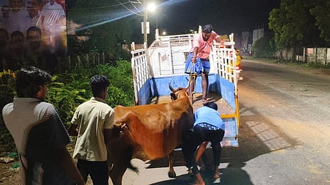 வாகனத்தில் ஏற்றப்படும் மாடு.